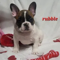 Rubble, a male French Bulldog for sale in Flint, MI – Photo 4 of 10