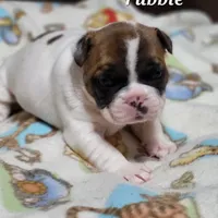 Rubble, a male French Bulldog for sale in Flint, MI – Photo 10 of 10