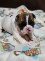 processed/3c27a0ef-e0b3-4bd5-8b48-9fbdde008b08/listing/3653cd25-785e-4fa1-8b96-4bf7b62e27fd/cf448f09-1601-4485-a75e-9bb51be77f5a