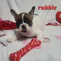 Rubble, a male French Bulldog for sale in Flint, MI – Photo 5 of 10