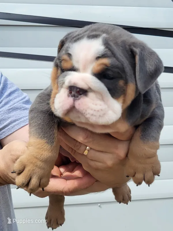 Trooper  – English Bulldog puppy for sale in Flint, MI