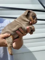 Cindy bear , a female English Bulldog for sale in Flint, MI – 2 of 4