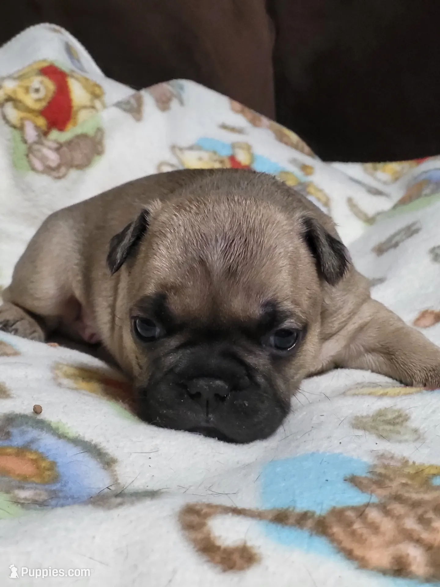 Chase, a male French Bulldog for sale in Flint, MI – Photo 8 of 9