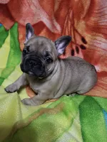 Chase, a male French Bulldog for sale in Flint, MI – Photo 5 of 9