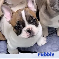 Rubble, a male French Bulldog for sale in Flint, MI – Photo 6 of 10