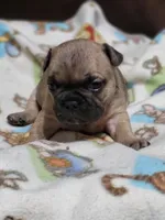 Chase, a male French Bulldog for sale in Flint, MI – Photo 9 of 9