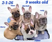 Chase, a male French Bulldog for sale in Flint, MI – Photo 4 of 9