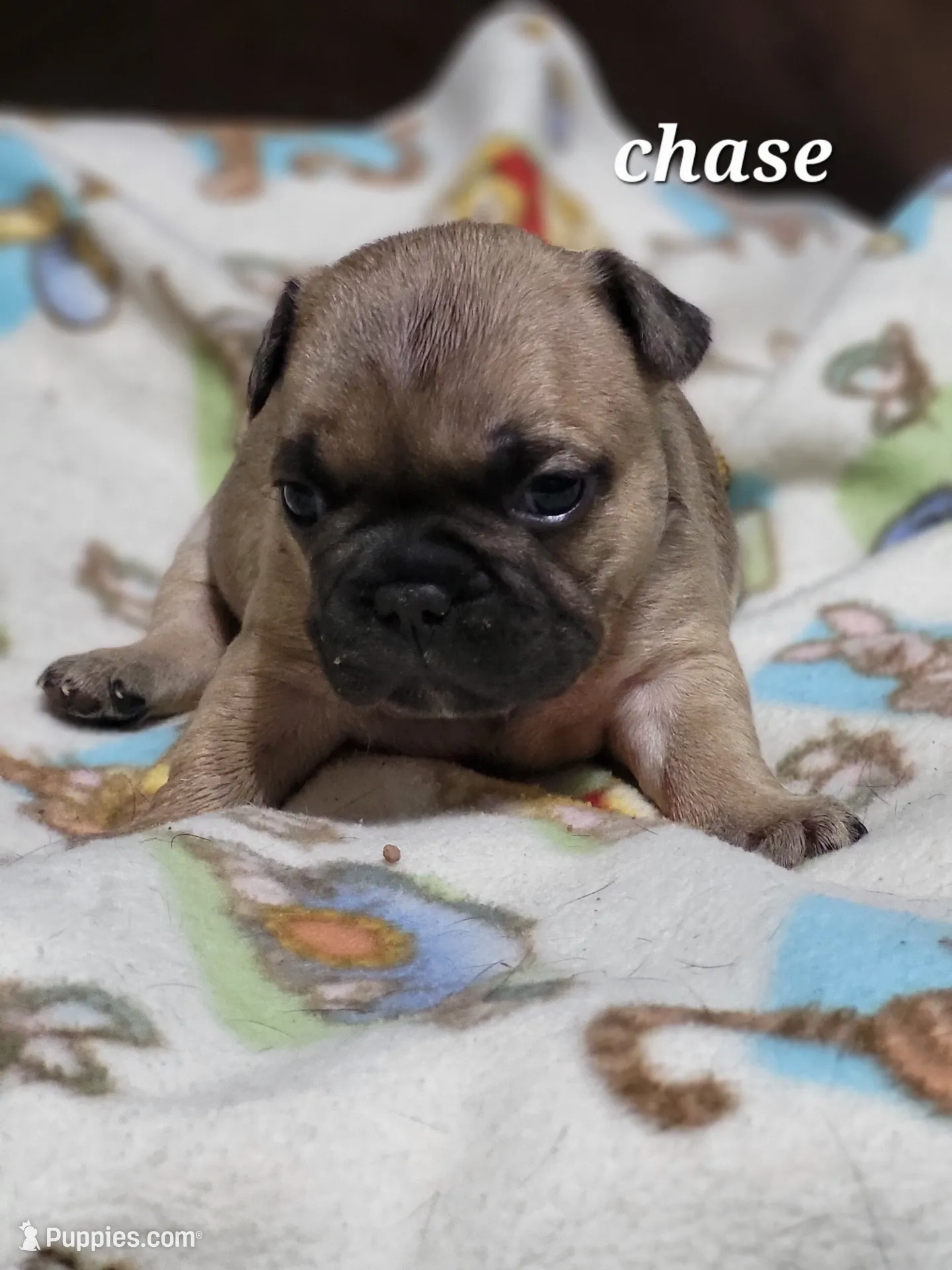 Chase, a male French Bulldog for sale in Flint, MI – Photo 7 of 9