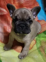 Chase, a male French Bulldog for sale in Flint, MI – Photo 6 of 9
