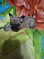 Chase, a male French Bulldog for sale in Flint, MI – Photo 3 of 9