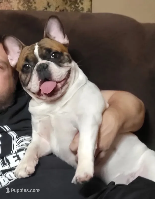 Rubble – French Bulldog puppy for sale in Flint, MI