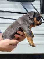Bluey, a female English Bulldog for sale in Flint, MI – 3 of 4