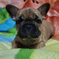 Liberty, a female French Bulldog for sale in Flint, MI – Photo 9 of 10