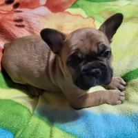 Liberty, a female French Bulldog for sale in Flint, MI – Photo 7 of 10