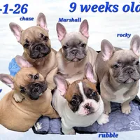 Liberty, a female French Bulldog for sale in Flint, MI – Photo 8 of 10