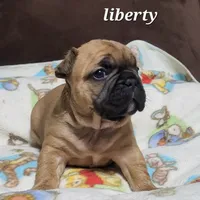Liberty, a female French Bulldog for sale in Flint, MI – Photo 10 of 10