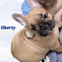 Liberty, a female French Bulldog for sale in Flint, MI – Photo 5 of 10