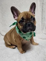 Liberty, a female French Bulldog for sale in Flint, MI – Photo 3 of 10