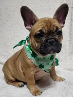 Liberty, a female French Bulldog for sale in Flint, MI – Photo 6 of 10