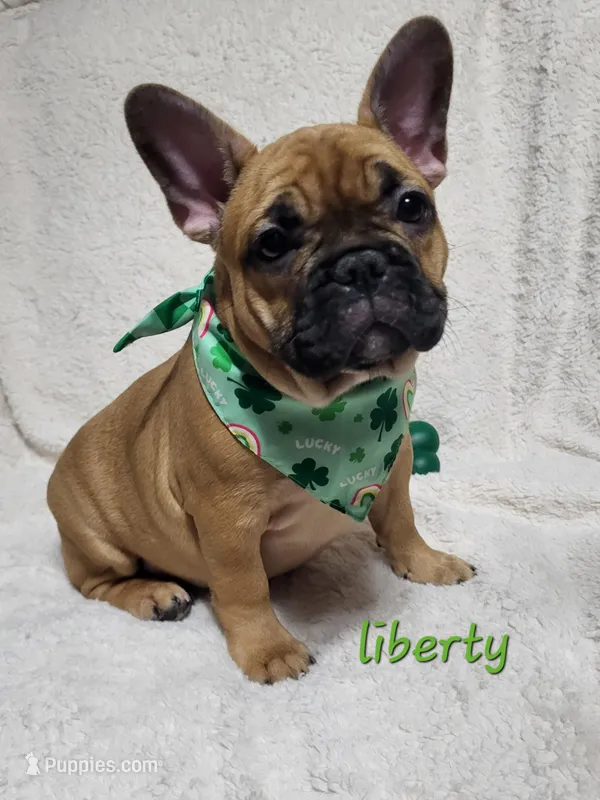 Liberty – French Bulldog puppy for sale in Flint, MI