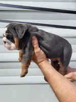 Trooper , a male English Bulldog for sale in Flint, MI – 3 of 5