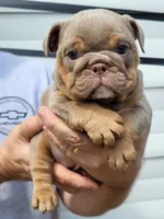 Cindy bear , a female English Bulldog for sale in Flint, MI – 4 of 4