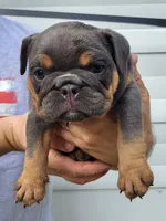 Bluey, a female English Bulldog for sale in Flint, MI – 4 of 4
