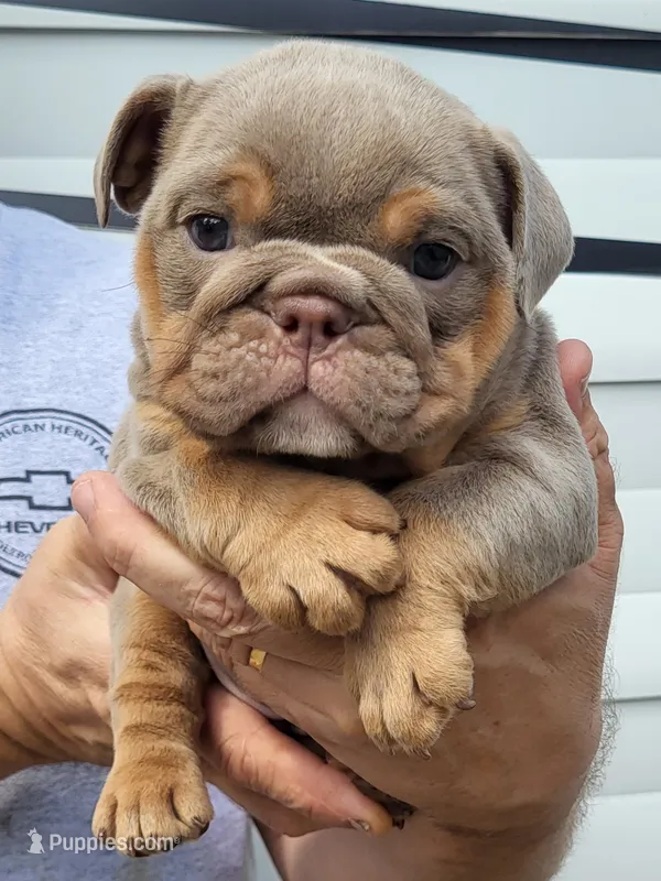 Cindy bear  – English Bulldog puppy for sale in Flint, MI