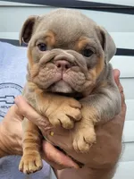 Cindy bear , a female English Bulldog for sale in Flint, MI – 1 of 4