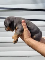 Bluey, a female English Bulldog for sale in Flint, MI – 2 of 4