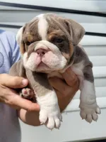Boots, a female English Bulldog for sale in Flint, MI – 4 of 4