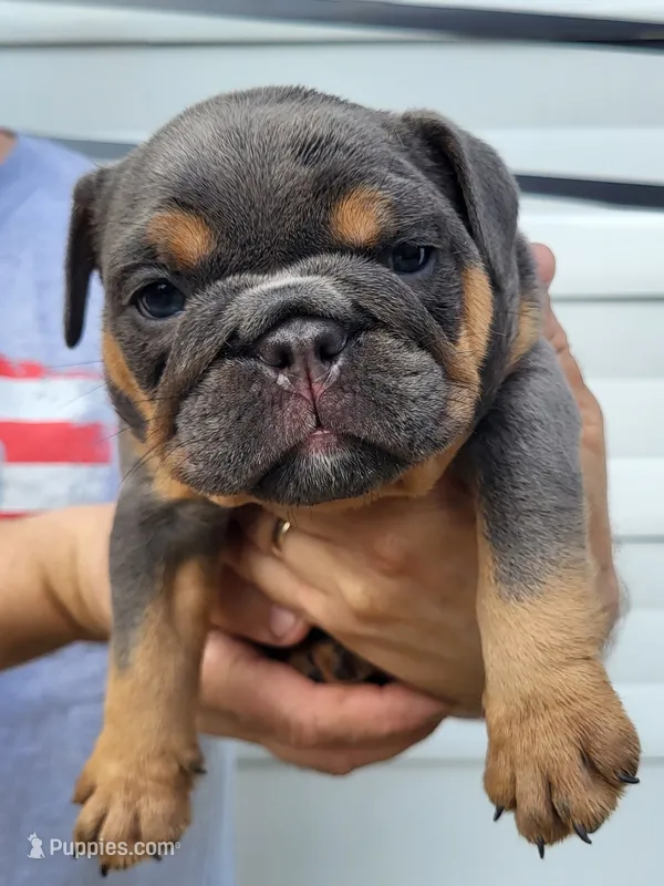 Bluey – English Bulldog puppy for sale in Flint, MI