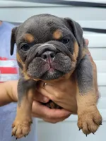 Bluey, a female English Bulldog for sale in Flint, MI – 1 of 4