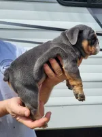 Trooper , a male English Bulldog for sale in Flint, MI – 5 of 5