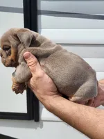 Cindy bear , a female English Bulldog for sale in Flint, MI – 3 of 4