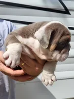 Boots, a female English Bulldog for sale in Flint, MI – 2 of 4