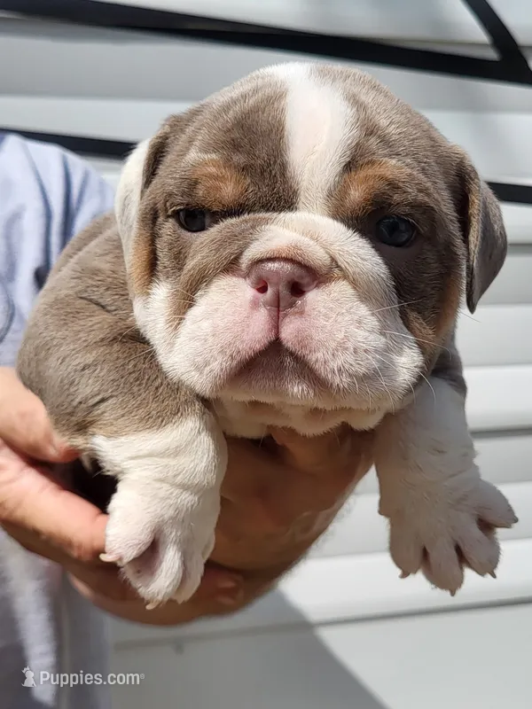 Boots – English Bulldog puppy for sale in Flint, MI