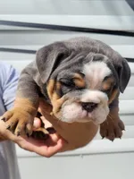 Trooper , a male English Bulldog for sale in Flint, MI – 2 of 5