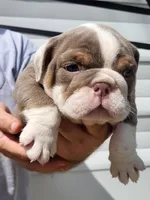 Boots, a female English Bulldog for sale in Flint, MI – 3 of 4