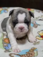 Pepples, a female French Bulldog for sale in Flint, MI – Photo 2 of 2