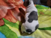 Pepples, a female French Bulldog for sale in Flint, MI – Photo 1 of 2