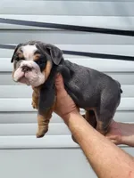 Trooper , a male English Bulldog for sale in Flint, MI – 4 of 5