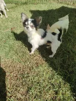Spot , a male Chihuahua for sale in Henderson, KY – 4 of 4