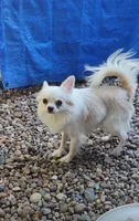 Maybe , a male Chihuahua for sale in Henderson, KY – 3 of 7