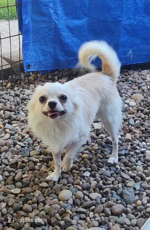 Maybe  – Chihuahua puppy for sale in Henderson, KY