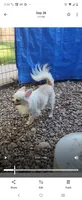 Maybe , a male Chihuahua for sale in Henderson, KY – 6 of 7