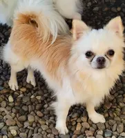 Taco, a male Chihuahua for sale in Henderson, KY – 1 of 4