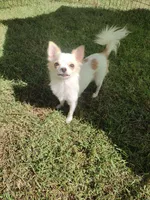 Tiny Gigi, a female Chihuahua for sale in Henderson, KY – 4 of 5