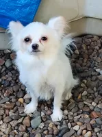 Happy, a male Chihuahua for sale in Henderson, KY – 2 of 3