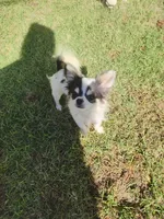 Spot , a male Chihuahua for sale in Henderson, KY – 3 of 4